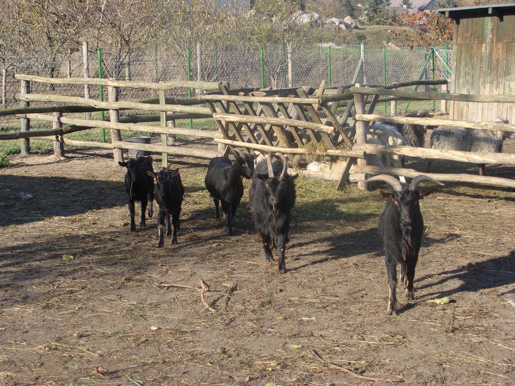 Gospodarstwo Agroturystyczne Ania I Filip Izabelin  Esterno foto